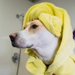A tan and white dog with a yellow towel fixed on its head standing in front of a shower.