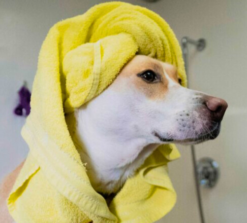 A white and tan dog wearing a yellow towel on its head while standing in front of a shower.