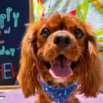 An auburn cocker spaniel is smiling for the camera during his Shoreline Pet Lodge Birthday Pawtie.