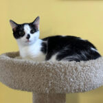 A black-and-white cat with wide eyes and pointed ears sitting on a scratch post perch in front of a yellow wall.