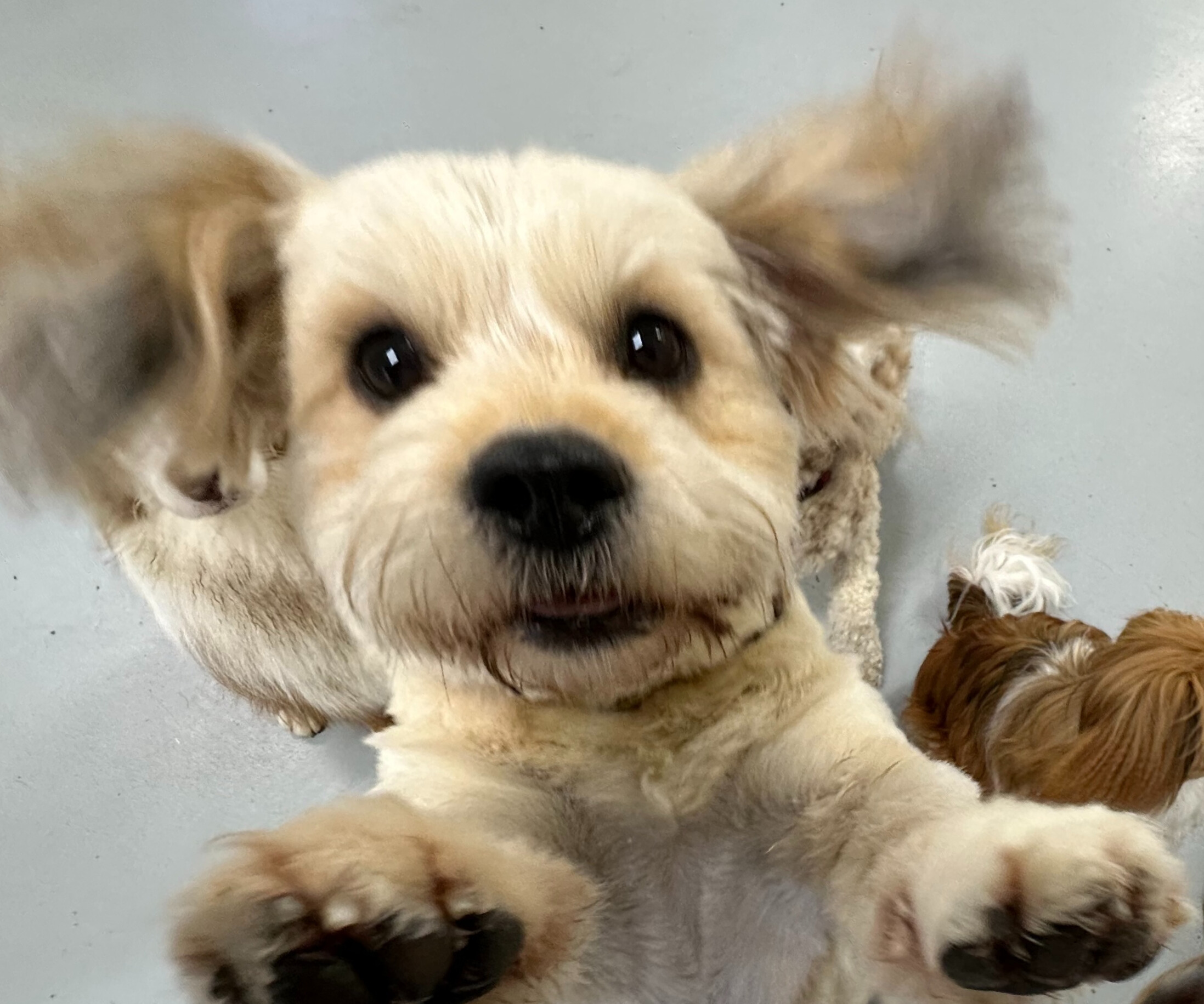 In front of a gray background, an energetic, light-colored puppy is seen from a ground-level perspective.