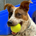 A dog chewing on a tennis ball with another dog entering the frame in the background.