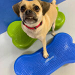 Looking up at the camera, a tan pug with an underbite sits on a lime green balancing training bone while his paw rests on a blue balancing training bone.