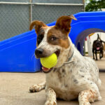 A tan and white dog is lying down chewing a bright green tennis ball outside, with a black dog walking towards the tan and white dog in the background.